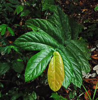 Ficus uncinata on river bank, detail of the asymmetric leaf base, Brunei, Borneo