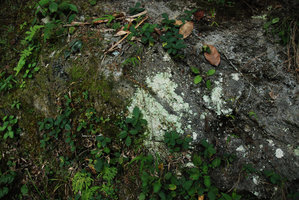 Ficus vaccinifolia sur rocher, Taroko, Taiwan