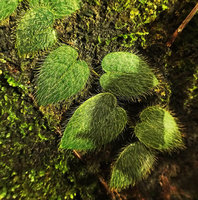 Ficus cf. villosa, a form with long erect transparent hairs, Karawari, East Sepik, Papua New Guinea