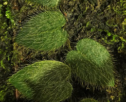 Ficus villosa, erect multicellular transparent hairs, Karawari, East Sepik, Papua New Guinea