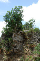 Ficus virgata on limestone sea cliff with Cycas revoluta, Okinawa, Japan