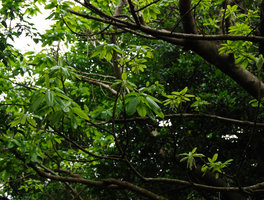 Ficus wightiana, Dai Sekirinzan, Okinawa, Japan