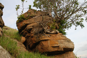 Ficus with roots embracing the rock, Isandlwana, South Africa