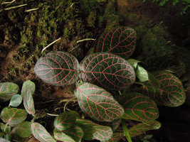 Fittonia albivenis, bright pink nerves of the leaves of a stem creeping on a dead tree log, Inkaterra, Madre de Dios, Peru