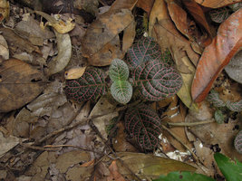 Fittonia albivenis, one erect stem with only three pairs of leaves simultaneously alive, Inkaterra, Madre de Dios, Peru