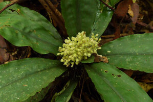 Floscopa robusta, terminal inflorescence in the rosette center, Calanoa, Leticia, Colombia