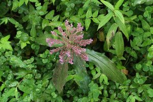 Floscopa scandens growing in the spray of a waterfall, branched inflorescence, Doi Inthanon NP, 800 m asl, Thailand