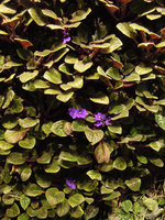 Flowering Saintpaulia on the corridor Vertical Garden, Sofitel Palm Jumeirah, Dubai