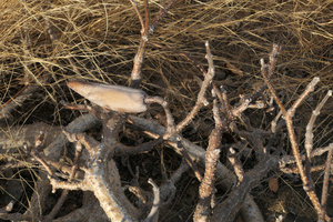 Fockea multiflora follicle, Lake Malawi NP