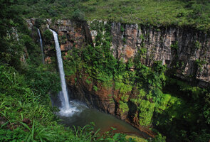 Forest and carpeting mossy patches along the vertical cliff, Blyde River Canyon, Mpumalanga, South Africa