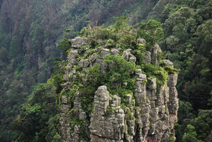 Forest at the top of the quartzite Pinnacle Rock, Blyde River Canyon, Mpumalanga, South Africa