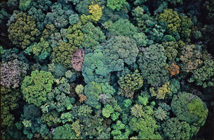 Forest canopy, Campo, Cameroon