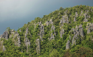 Forest installed along vertical cracks in karst tower, Tana Toraja, South Sulawesi