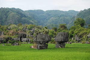 Forest on karst hills and karst mushrooms emerging above rice fields, Rammang Rammang, Maros, South Sulawesi