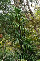 Freycinetia arborea, climbing in a spiral around a tree trunk, Mount Aoupinie, New Caledonia