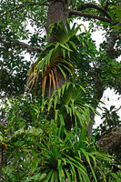 Freycinetia arborea, the main stem climbing in a spiral around a tree trunk, Mount Aoupinie, New Caledonia