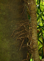Freycinetia banksii, anchoring adventitious roots, Manawatu Gorge, New Zealand