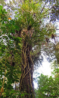 Freycinetia banksii, climbing stems fixed to a tree trunk by adventitious roots, Auckland, New Zealand