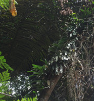 Freycinetia cf. oblanceolata, acuminate and denticulate leaves,Tomohon, Sulawesi