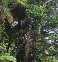 Freycinetia cf. oblanceolata, Tomohon, Sulawesi
