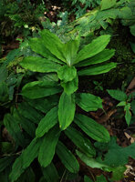 Freycinetia ciliaris, a small climbing species with herbaceous quite fleshy leaves and long acumen, Danum Valley, Sabah, Borneo