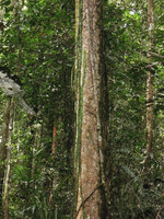 Freycinetia elegantula, a neotenic species climbing along a tree trunk, Karawari, Sepik,Papua New Guinea