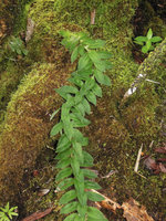 Freycinetia elegantula climbing on a mossy trunk, Karawari, Sepik,Papua New Guinea