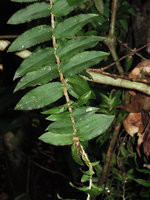 Freycinetia elegantula, hanging stem with inflorescence scars, Karawari, Sepik,Papua New Guinea