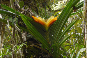Freycinetia marginata inflorescence, close up,Rondon Ridge, Mount Hagen, Papua New Guinea