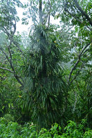 Freycinetia insignis climbing and covering a tree trunk, Flores, Indonesia