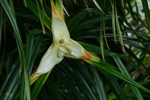Freycinetia insignis, front view of inflorescences, Flores, Indonesia