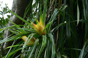 Freycinetia insignis, young inflorescences protected by colorful bracts, Flores, Indonesia