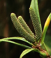 Freycinetia javanica, female individual with maturing infructescences, Mount Kinabalu, 1600 m asl, Sabah, Borneo