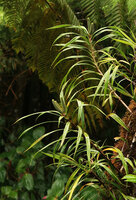 Freycinetia javanica, maturing terminal infructescences, Mount Kinabalu, 1600 m asl, Sabah, Borneo