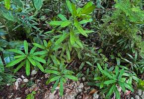 Freycinetia marantifolia, erect non climbing stems emerging from a rocky soil in forest understory, G. Meja, Manokwari, West Papua