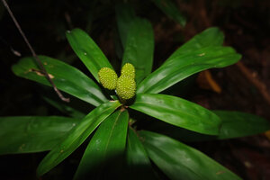 Freycinetia marantifolia, female individual with three maturing cephalia at the top of an erect stem, G. Meja, Manokwari, West Papua
