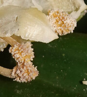 Freycinetia marantifolia, male spadices with flowers reduced to stamens, the anthers at the top of a fleshy beige style, G. Meja, Manokwari, West Papua