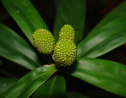 Freycinetia marantifolia, maturing cephalia, G. Meja, Manokwari, West Papua