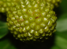Freycinetia marantifolia, maturing berries with apical traces of one, two and most frequently three stigmas, G. Meja, Manokwari, West Papua