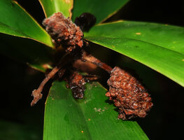 Freycinetia marantifolia, the mature brown fruits of cephalia already eaten by animals like bats, allowing seed dispersal, Malagufuk, Sorong, West Papua