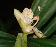 Freycinetia marantifolia, young male inflorescence with the fleshy probably sugary bracts already partly consumed by insects, G. Meja, Manokwari, West Papua