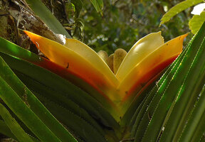 Freycinetia marginata, spathes and spadices, Rondon Ridge, Mount Hagen, Papua New Guinea