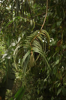 Freycinetia polystachya, infructescence at the end of a lateral branch, Mahawu, North Sulawesi