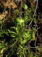 Freycinetia scandens climbing along a mossy tree trunk, Tari, 2000 m asl, Hela, Papua New Guinea