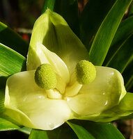 Freycinetia scandens, female cephalia, Tari, 2000 m asl, Hela, Papua New Guinea
