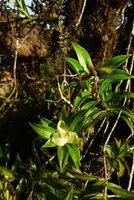 Freycinetia scandens, flowering branch with female cephalia and fruiting branch, Tari, 2000 m asl, Hela, Papua New Guinea