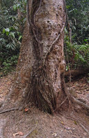 Freycinetia sumatrana, adventitious anchoring and feeding roots arising from the stem bases, Kanching, Selangor, Malaysia
