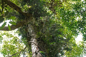Freycinetia rigidifolia, adult stage around the host tree trunk with many lateral detached stems, Deramakot FR, Sabah, Borneo