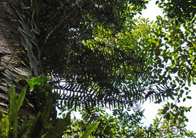 Freycinetia rigidifolia, adult stage with many lateral detached stems, Deramakot FR, Sabah, Borneo