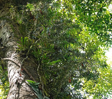 Freycinetia rigidifolia, adult stage with many lateral detached stems in lower canopy, Deramakot FR, Sabah, Borneo